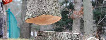Professional Tree Removal in Fox Point, WI